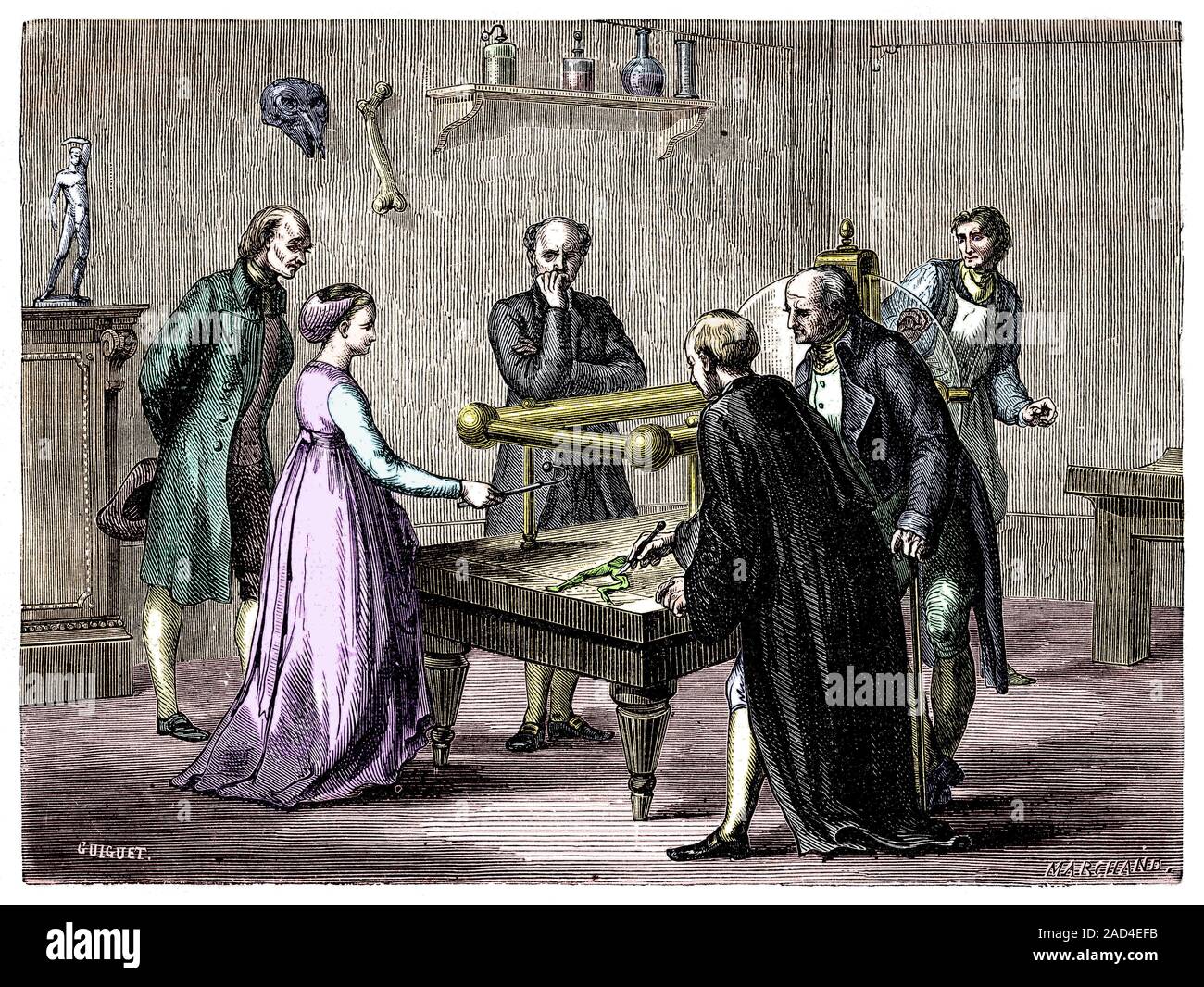 Die Galvani Froschschenkel Experiment. Italienischer anatom Luigi ...