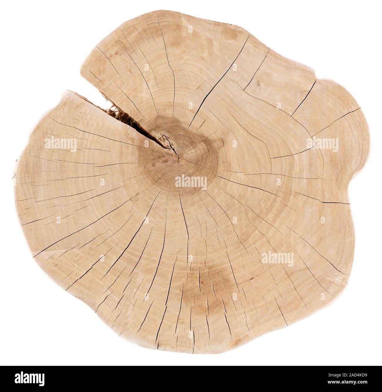 Baum Jahresringe Ausgeschnittene Stockfotos Und Bilder Alamy
