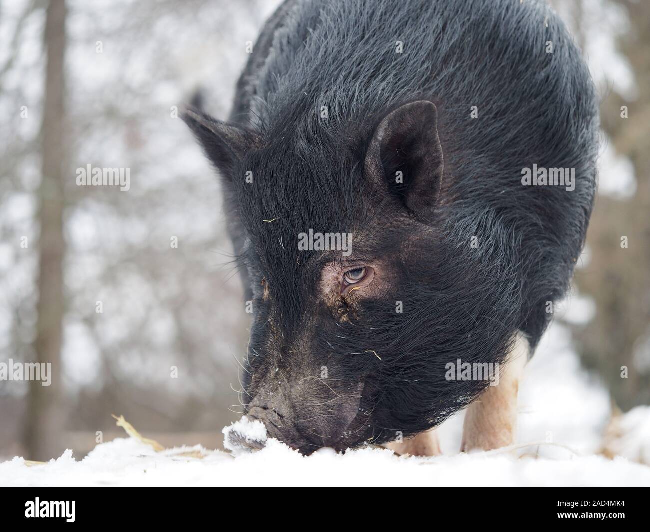 Ein großes, schwarzes Schwein oder Wildschwein Grabungen im Schnee Stockfoto