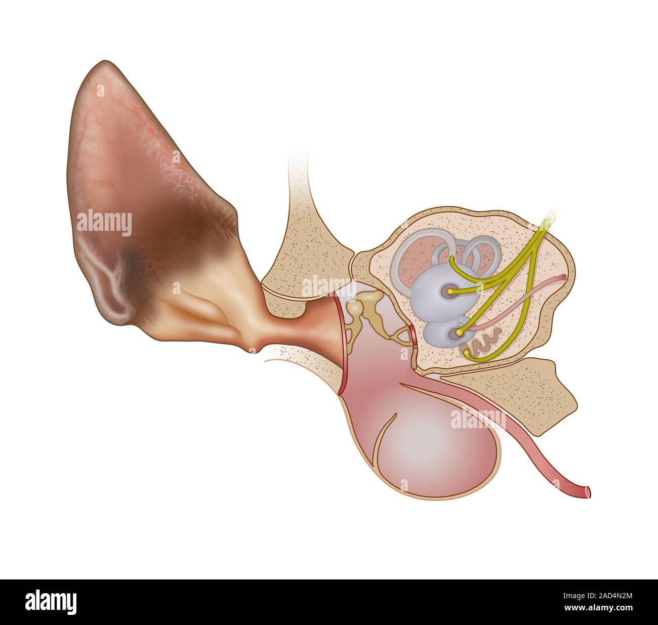 Cat Ear Anatomie. Abbildung der Anatomie eines Feline (CAT) Ohr. Das äußere Ohr einer Katze (oben links) unterscheidet sich von einer menschlichen, größeren Stockfoto