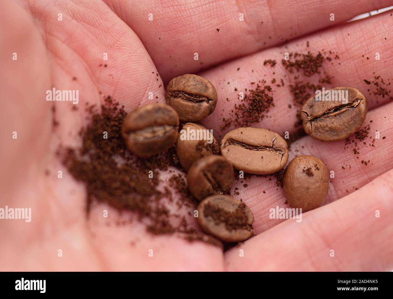 Kaffeebohnen und Kaffeepulver in Der Hand Stockfoto