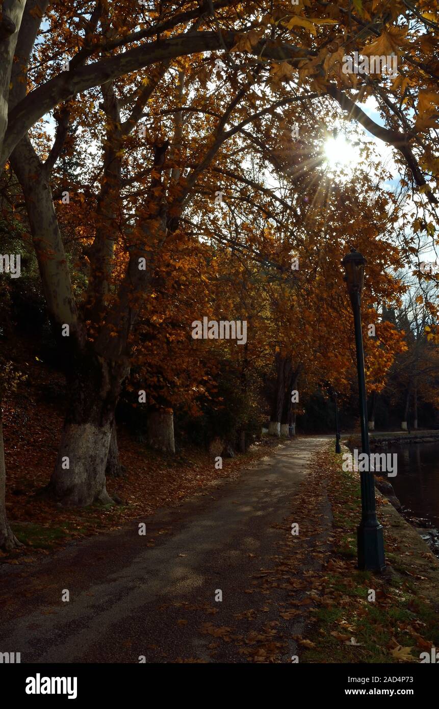 Platanen Gasse mit bunten Herbstfarben und Sonnenlicht kommt durch Blätter an den Ufern des Sees Stockfoto
