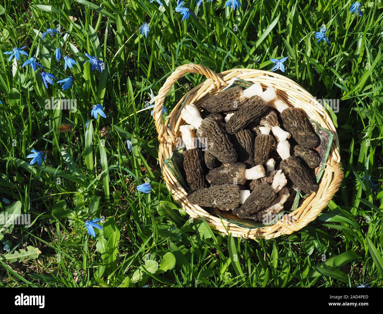 Punnet mit frischen Morcheln in der Wiese im Frühjahr Stockfoto