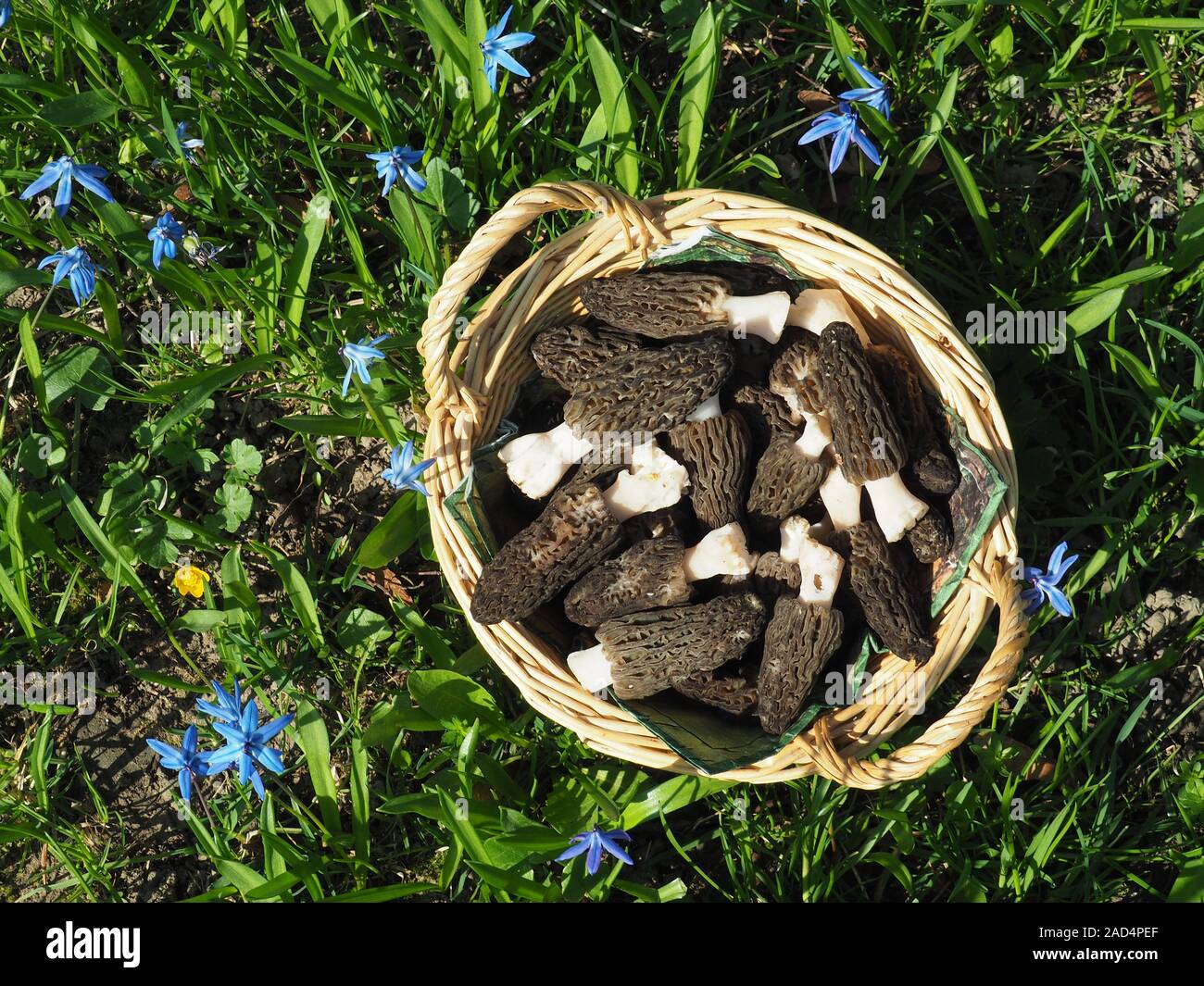 Punnet mit frischen Morcheln in der Wiese im Frühjahr Stockfoto