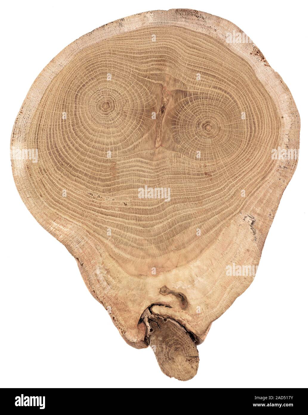Baum Jahresringe Ausgeschnittene Stockfotos Und Bilder Alamy