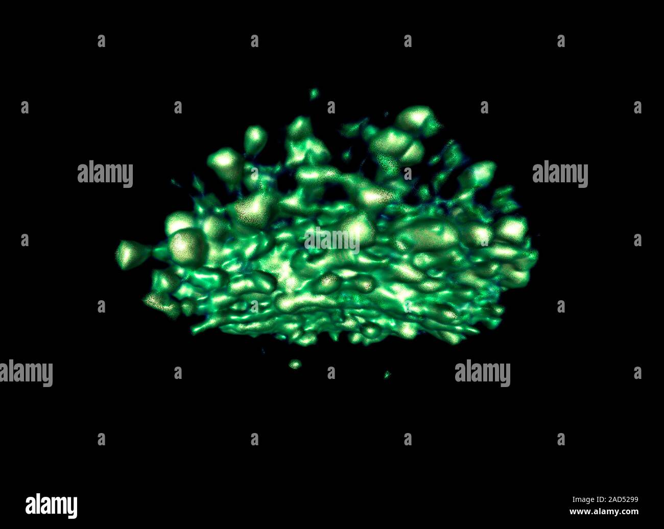 Golgi-apparat, 3D-Rekonstruktion aus elektronenmikroskopischen