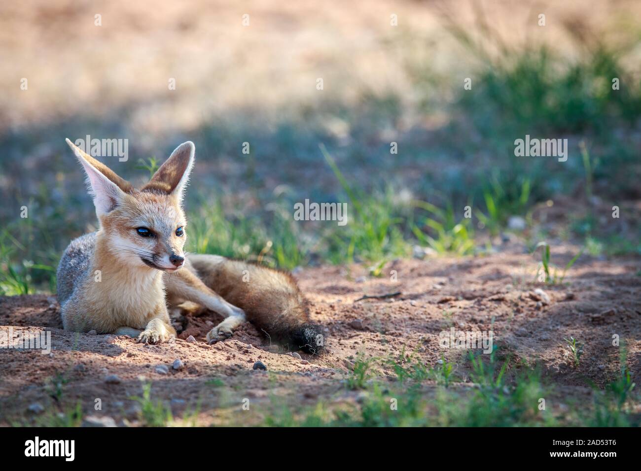 Cape Fox Festlegung in den Sand. Stockfoto
