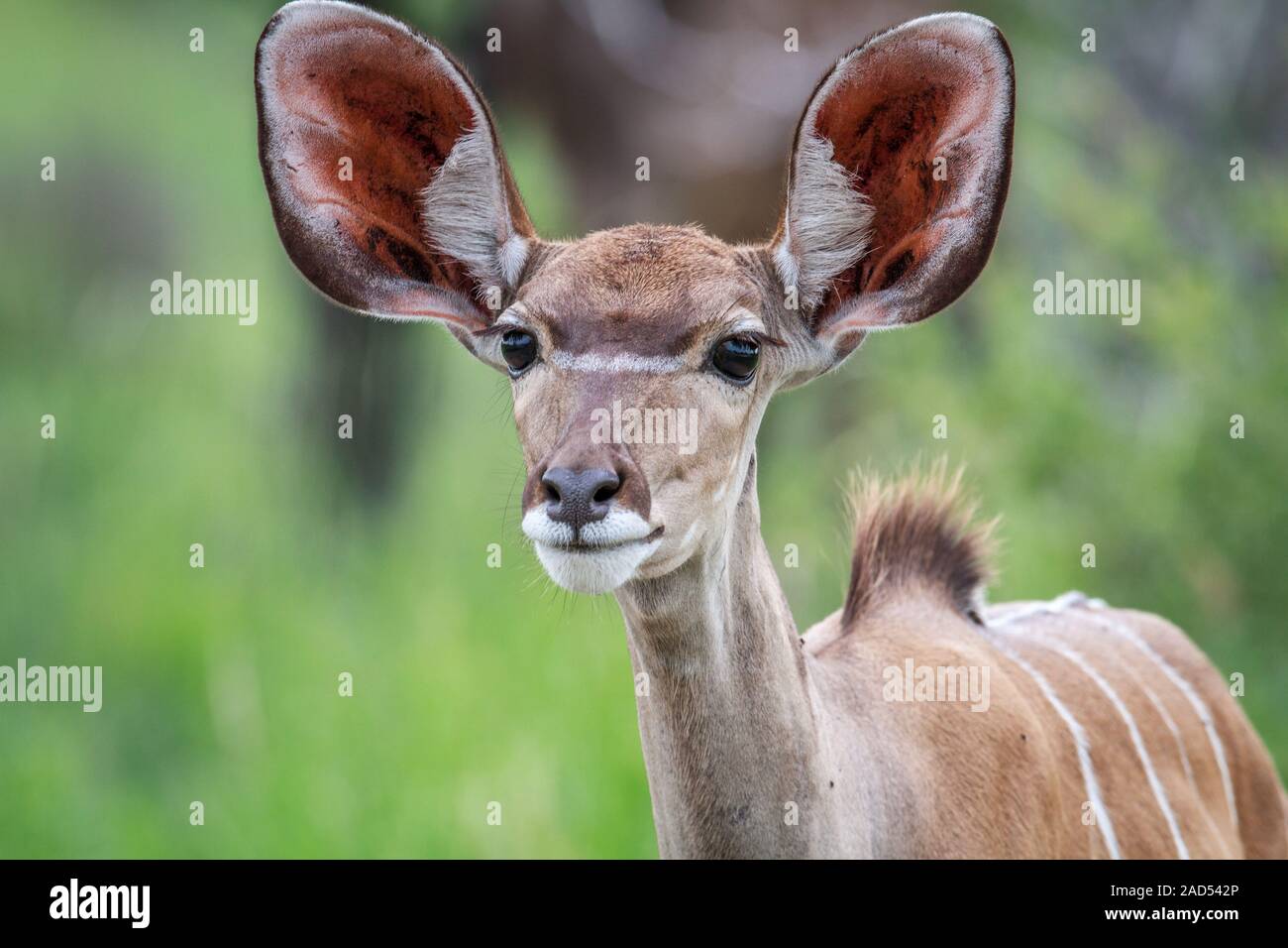 Starring weibliche Kudus. Stockfoto