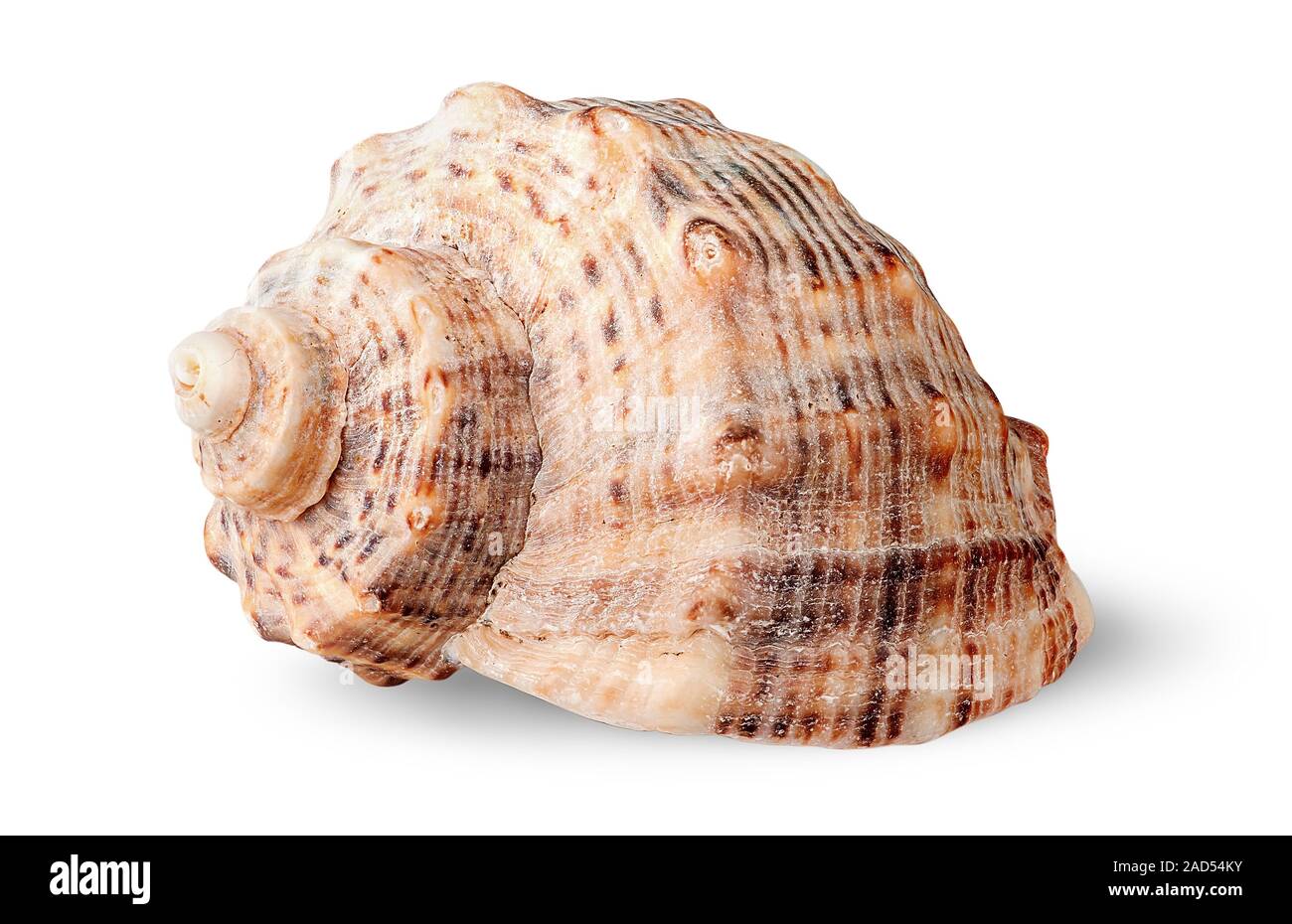 Seashell Rapana Seitenansicht gedreht Stockfoto