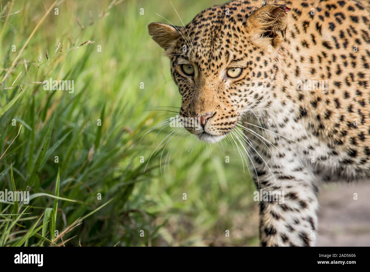 Nahaufnahme von Leopard Kopf. Stockfoto