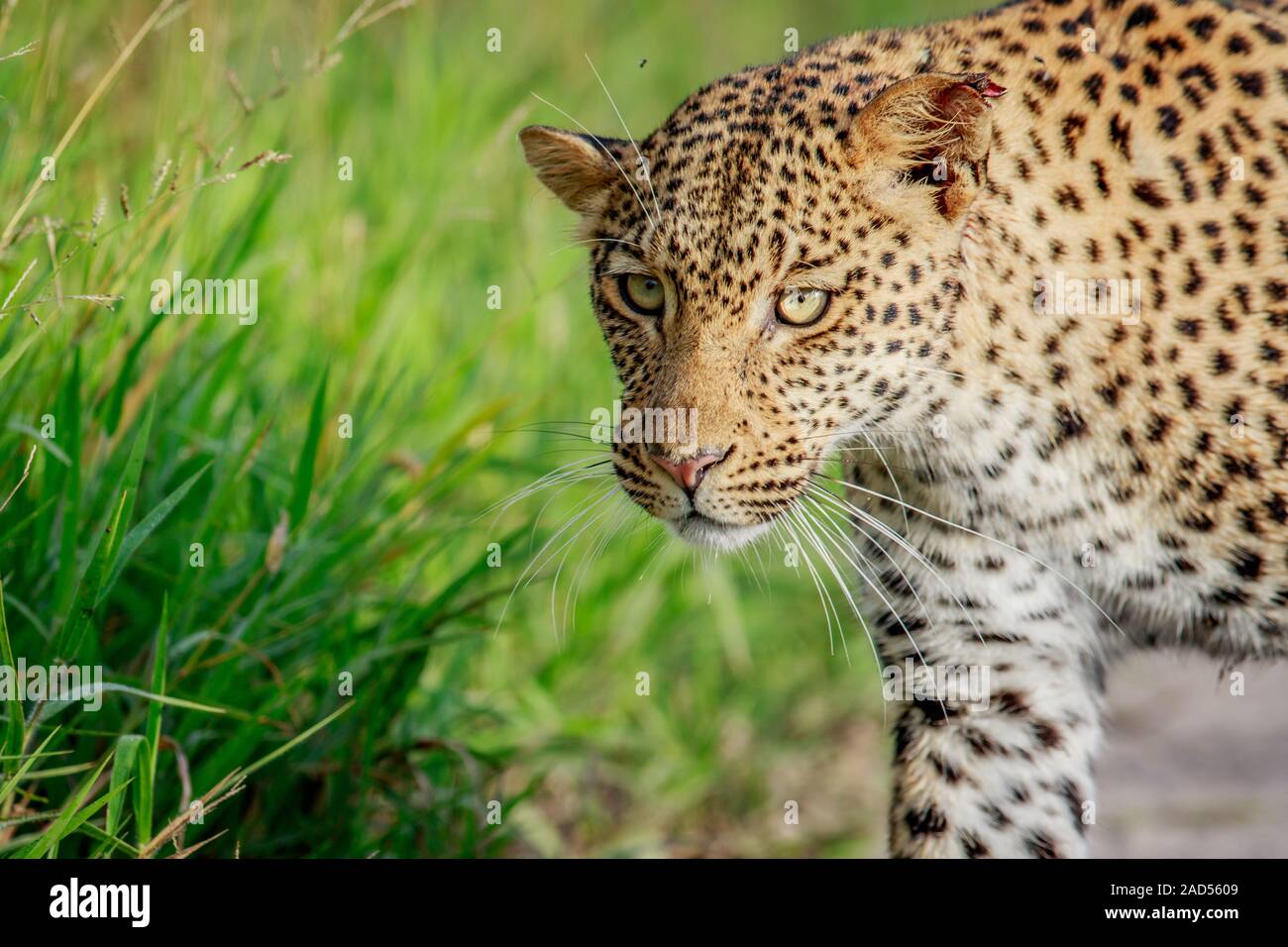 Nahaufnahme von Leopard Kopf. Stockfoto
