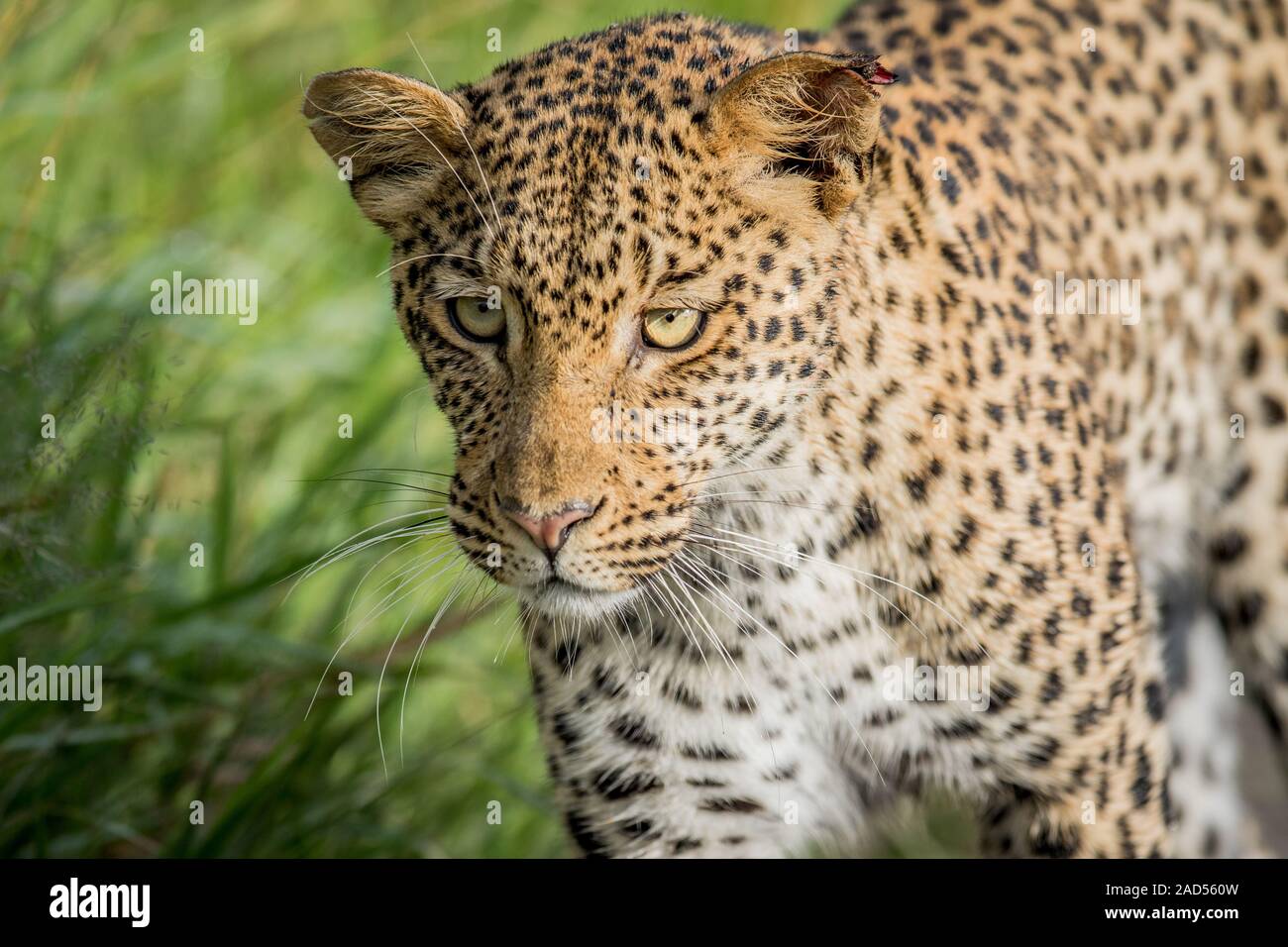 Nahaufnahme von Leopard Kopf. Stockfoto