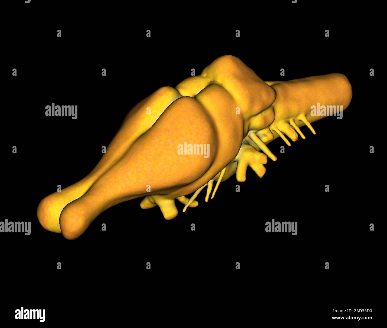 Tyrannosaurus rex Gehirn. 3D-Darstellung des Gehirns eines Tyrannosaurus rex Dinosaurier. Diese riesigen Räuberischen Dinosaurier hatten einen relativ kleinen b Stockfoto