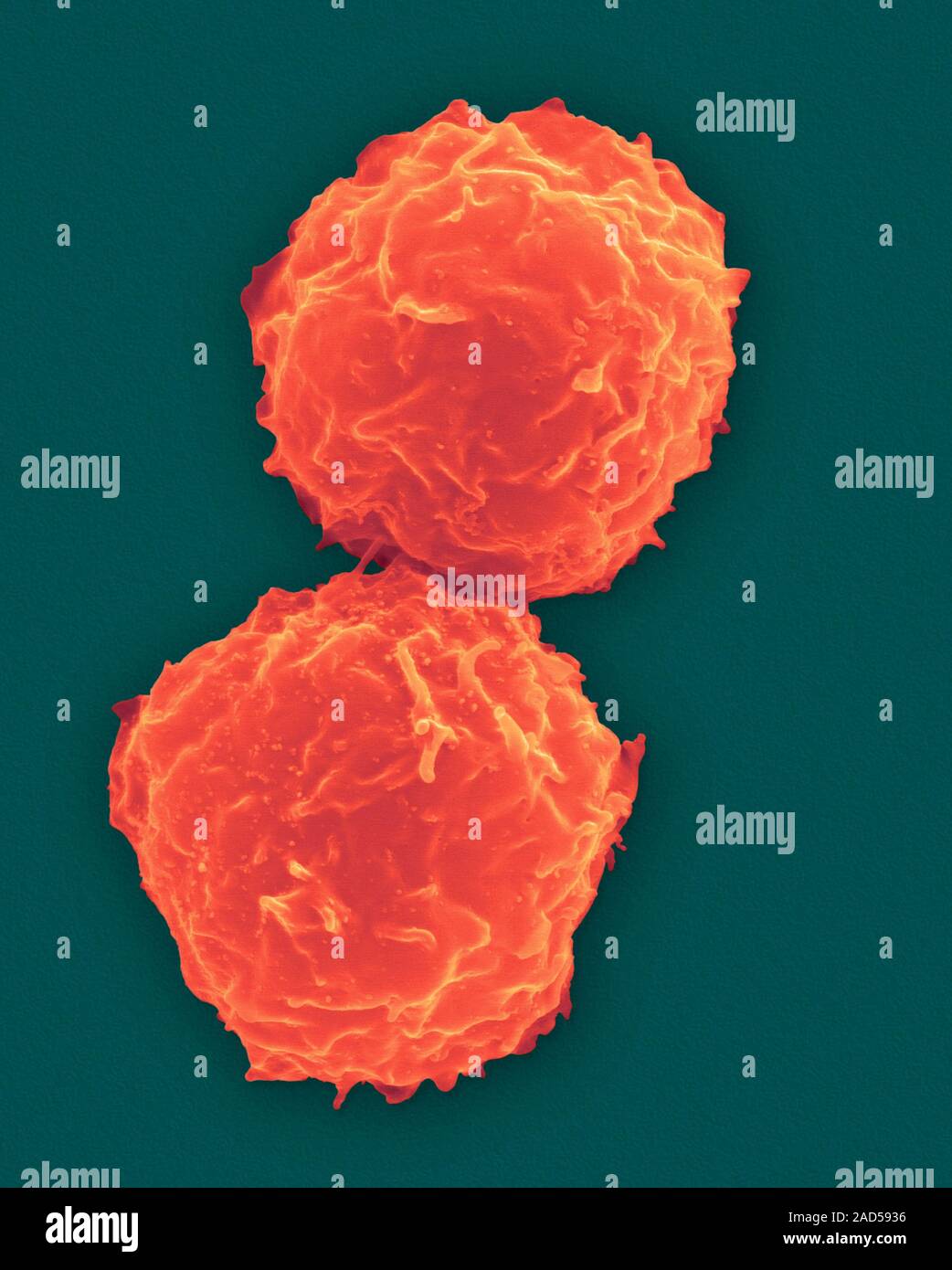 Hämatopoetische Stammzellen aus menschlichem Knochenmark isoliert