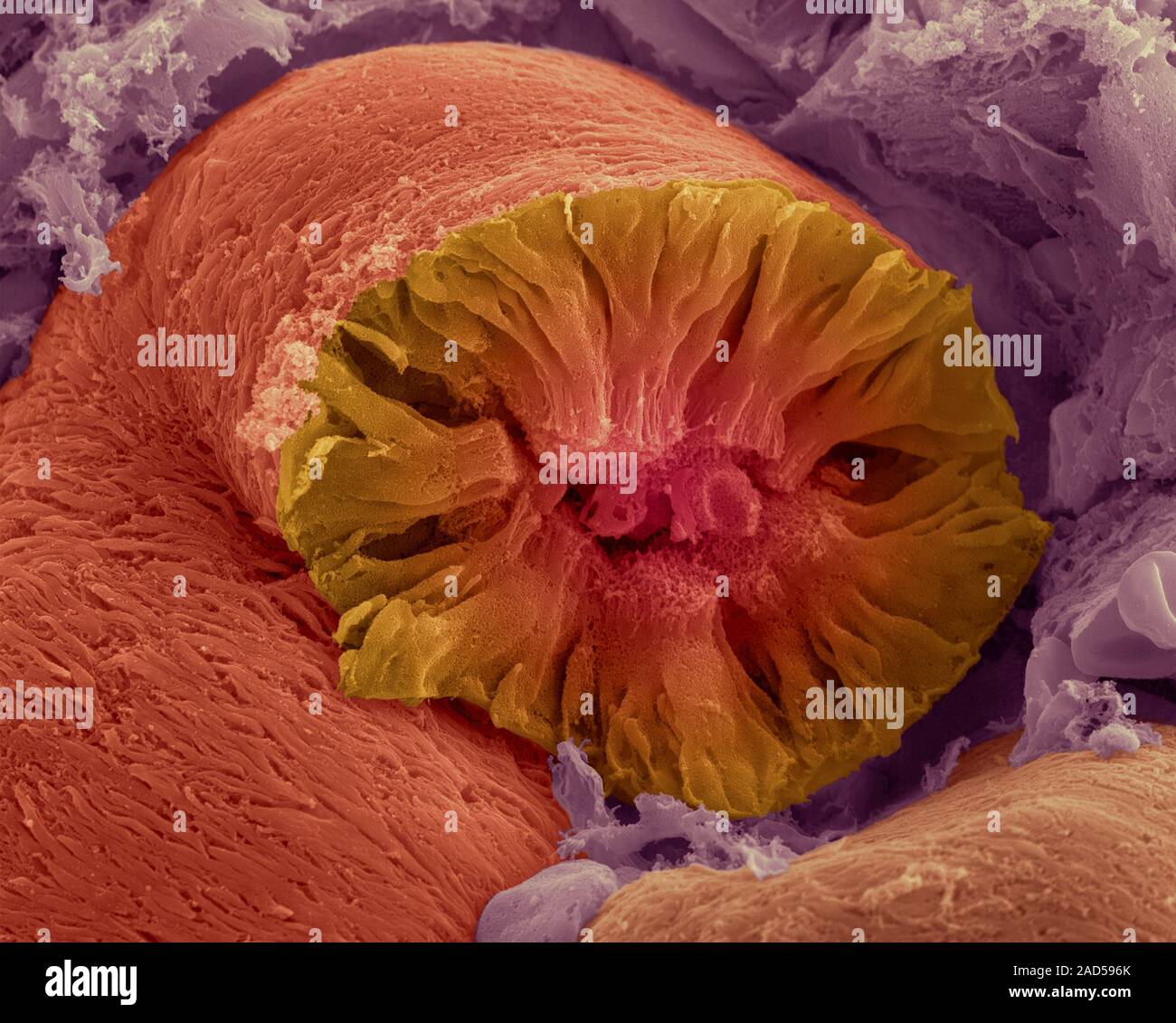 Niere uriniferous filtration Tubulus (Nephron), Farbig Scanning