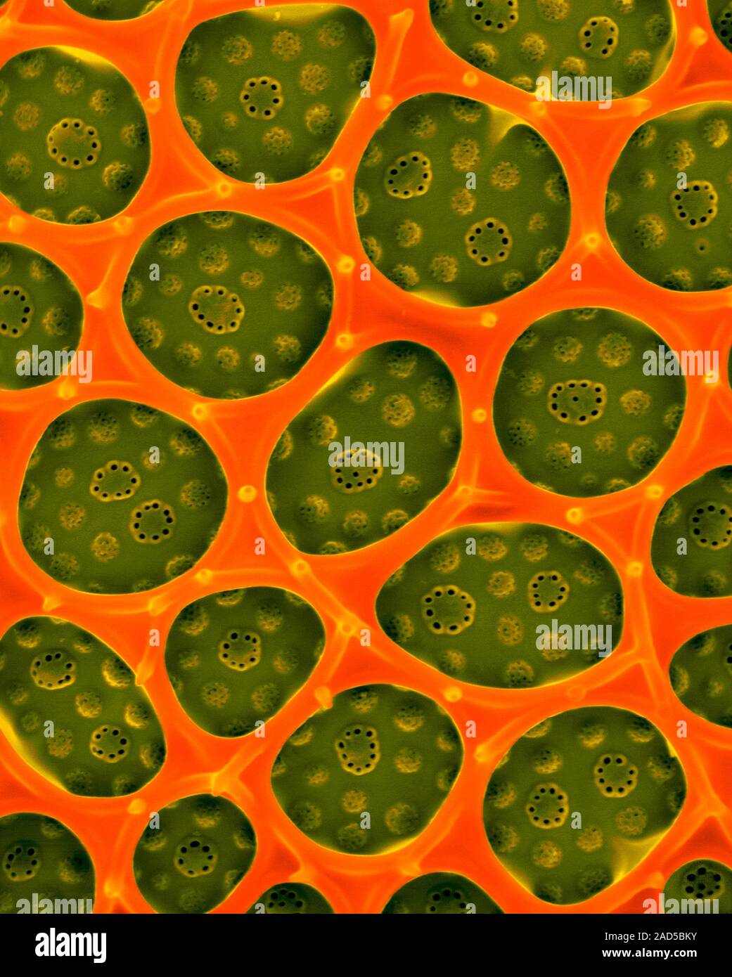 Farbige Scanning Electron Micrograph (SEM) der Marine centric Diatomeen