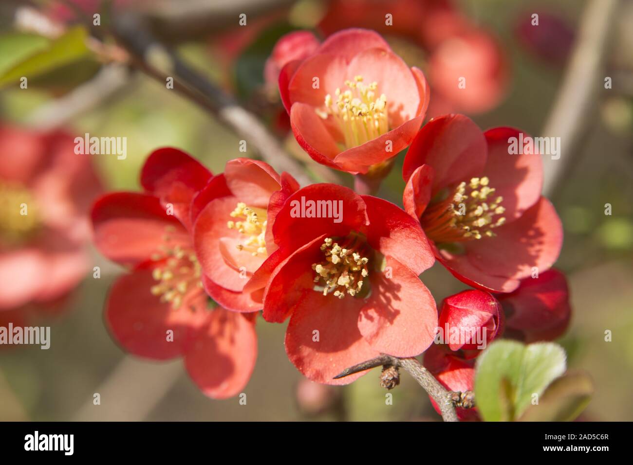 Rote chaenomeles Fotos und Bildmaterial in hoher Auflösung Alamy
