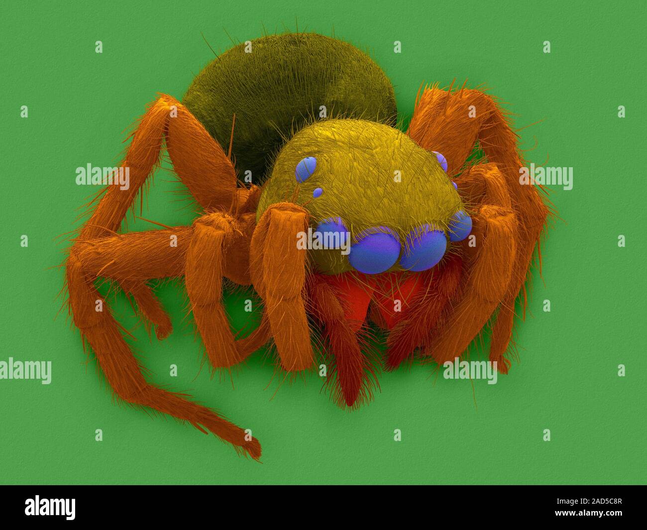 Farbige Scanning Electron Micrograph (SEM) Der pantropical jumping