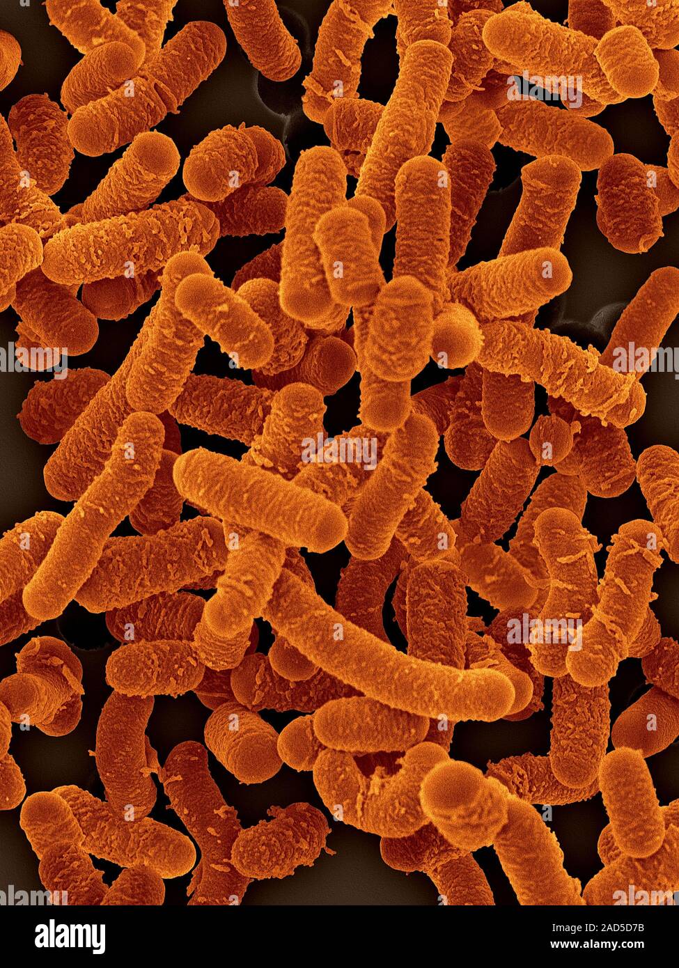 Farbige Scanning Electron Micrograph (SEM) von Lactobacillus salivarius ist Homofermentative, probiotische Bakterium, das Leben im menschlichen gastrointesti Stockfoto