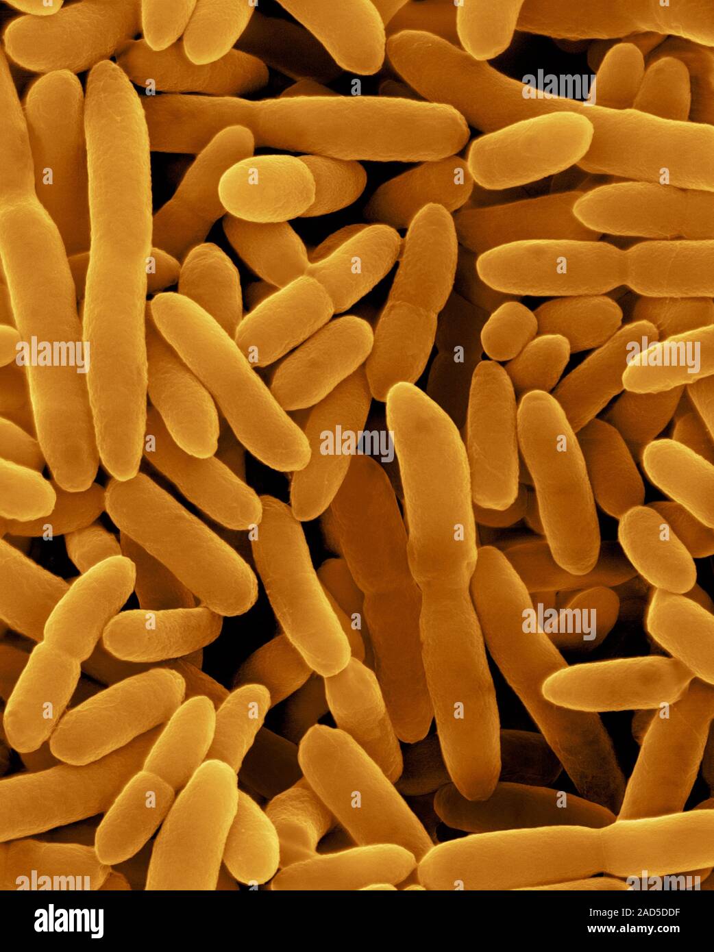 Farbige Scanning Electron Micrograph (SEM) von Nitrobacter sp., Gram-negativen, Aerobic, Rod prokaryote. Einem obligaten chemolithotrophic, nitrifizierende bact Stockfoto