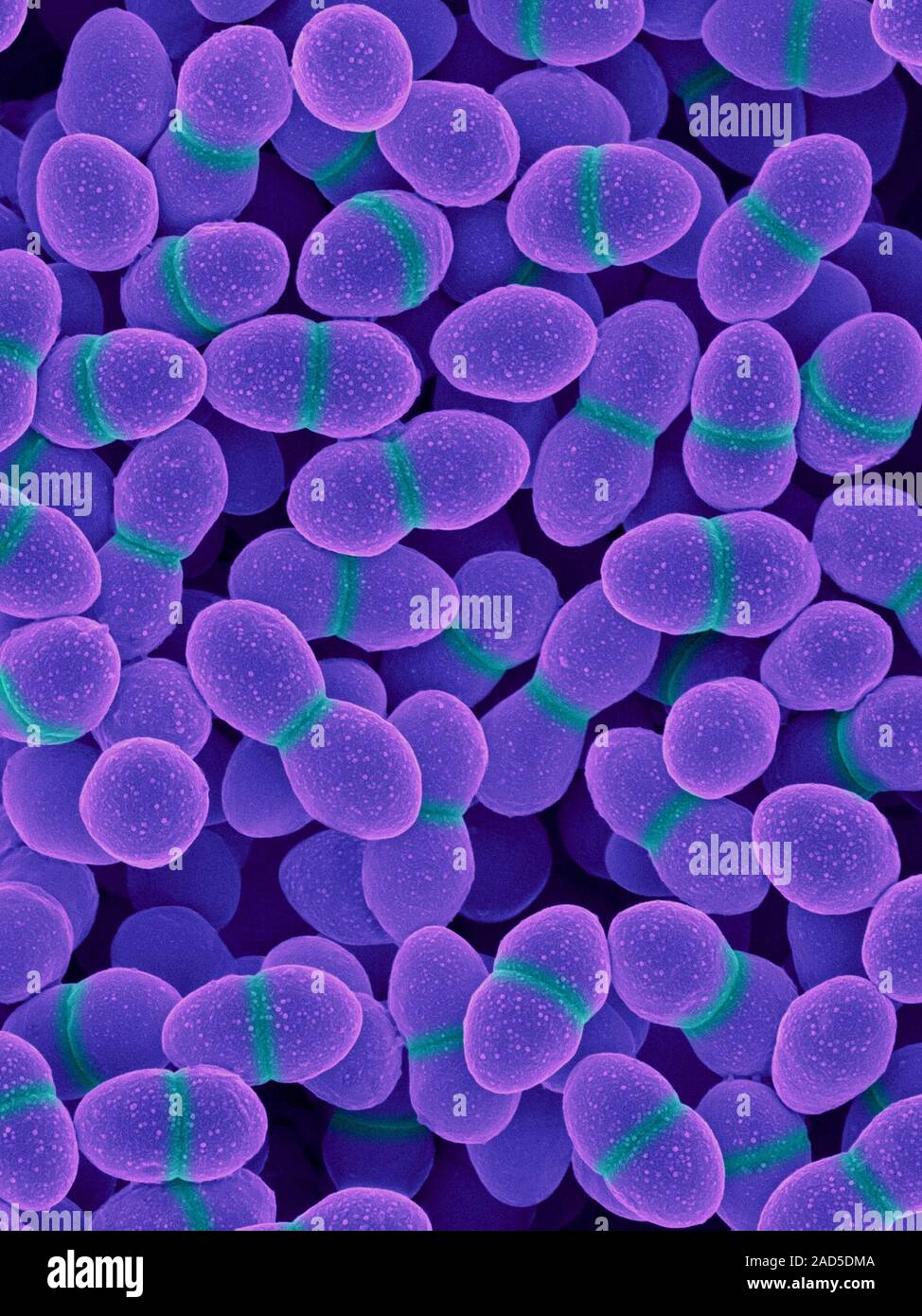 Энтерококк фаециум. Энтерококки форма. Энтерококкус фэциум. Enterococcus faecium l3. Энтерококки в еде.