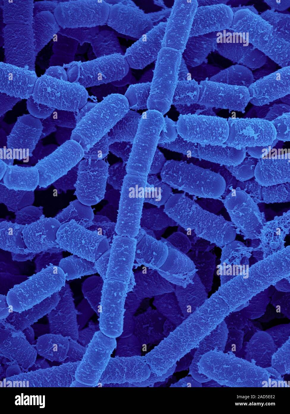 Farbige Scanning Electron Micrograph (SEM) von Paenibacillus