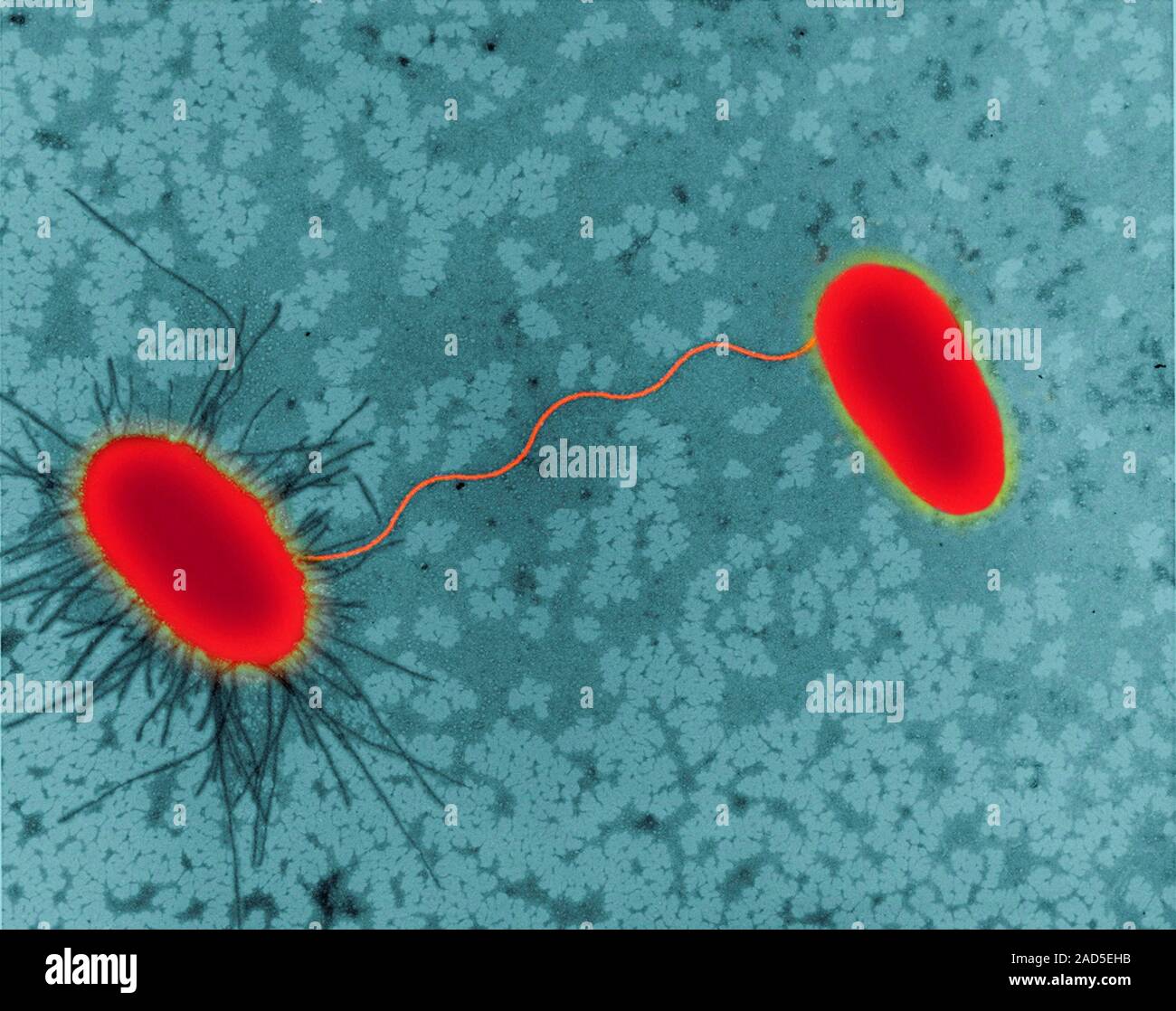 бактериофаг эшерихия. строение вируса бактериофага т4. бактериофаг эшерихия. бактериофаг эшерихия. бактериофаг escherichia coli.