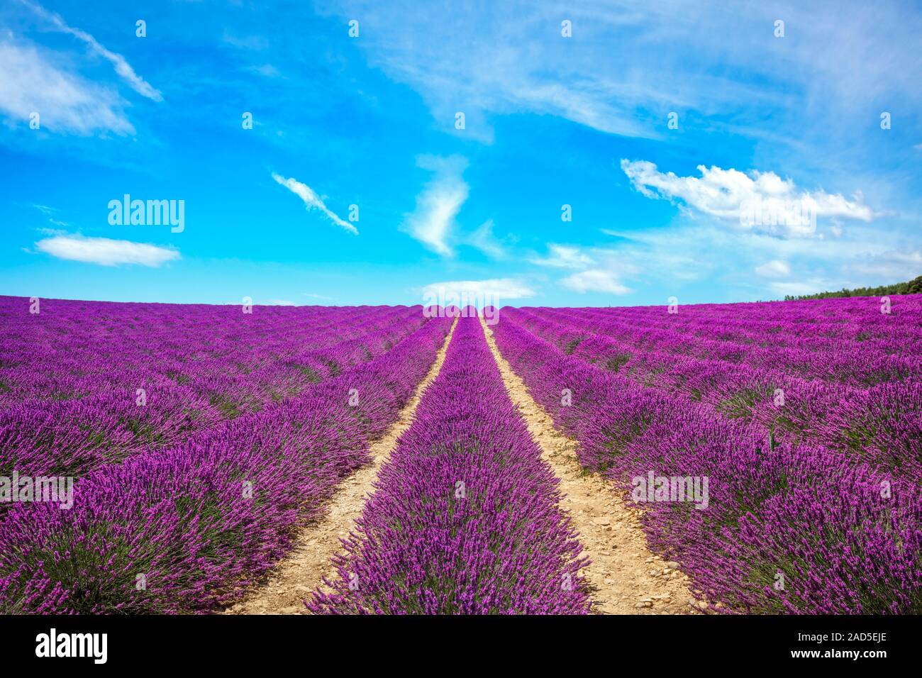 Lavendel Blume Blühende duftende Felder in endlosen Reihen bei Sonnenuntergang. Das Plateau von Valensole, Provence, Frankreich, Europa. Stockfoto