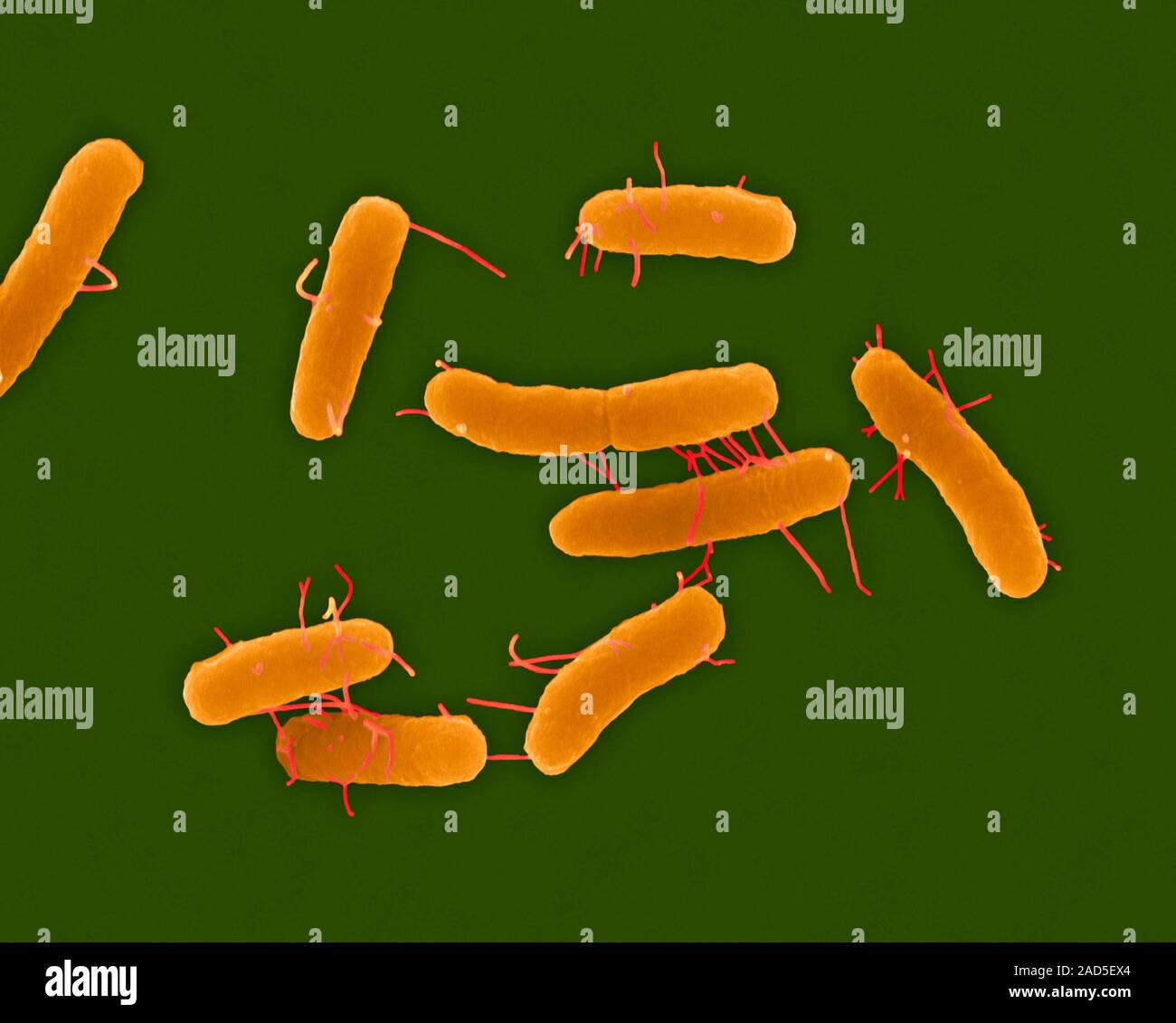 Farbige Scanning Electron Micrograph (SEM) von Salmonella typhimurium, Gram-negativen, enteric, DT 104, Rod prokaryote (Unterteilung); Hinweis Die flagellen. In Stockfoto