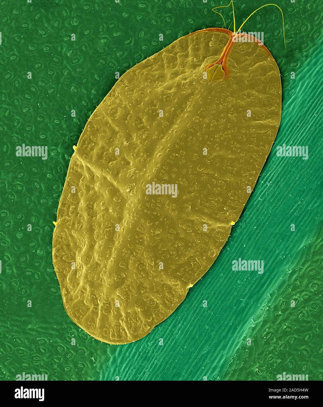Farbige Scanning Electron Micrograph (SEM) aus grünem Kaffee, Nymphe