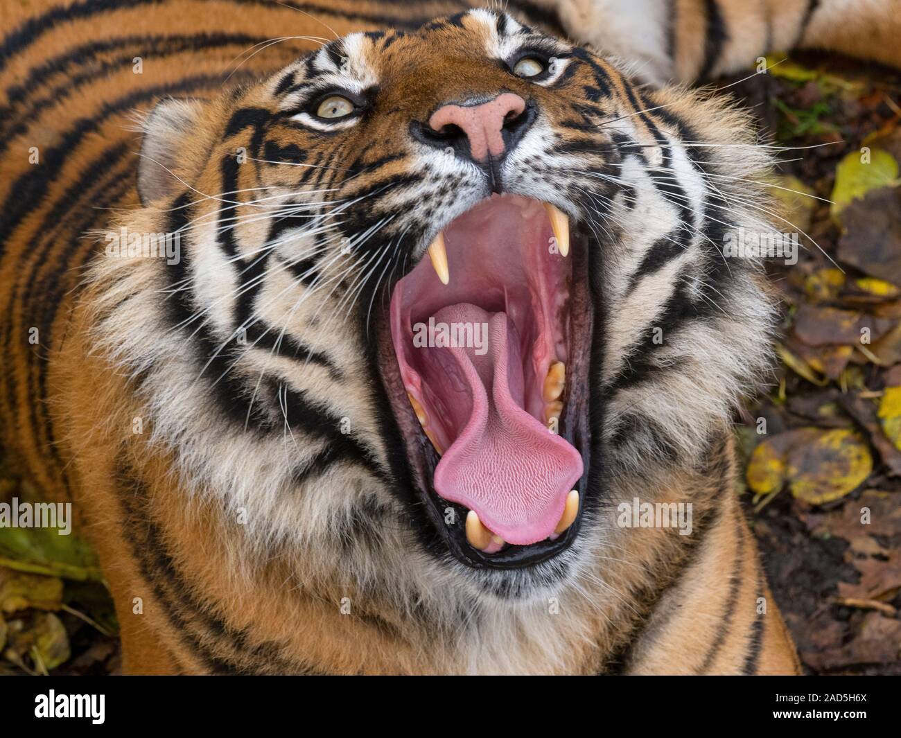 Sumatra Tiger Panthera tigris sondaica Gähnen CAPTIVE Stockfoto