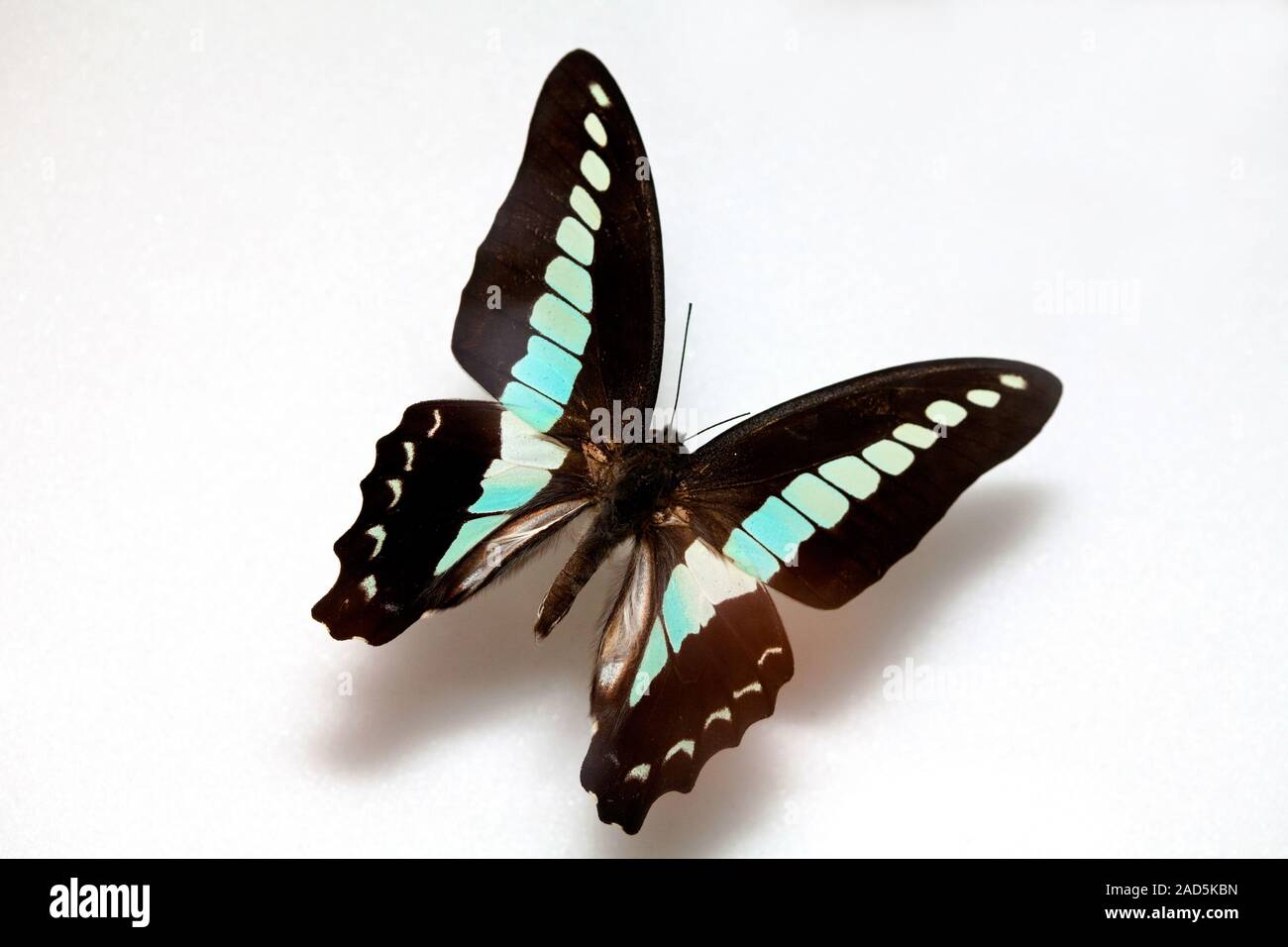 Schmetterling Muster Korea, Graphium Sarpedon, Green-banded Schwalbenschwanz Stockfoto