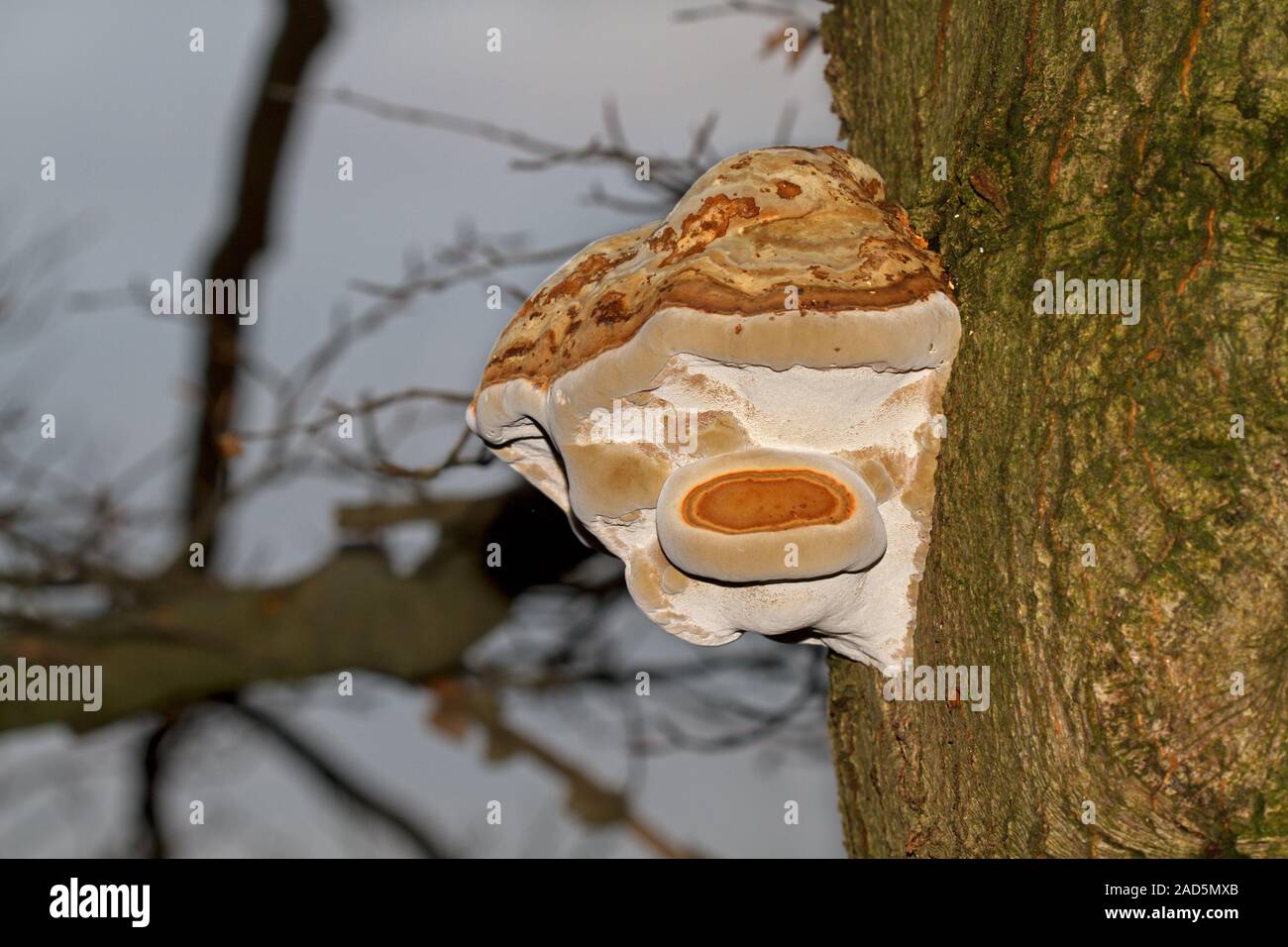 Ein woody Bienenwachs Halterung Pilz, auch genannt Conk, auf der Rinde eines sterbenden Eiche Stockfoto