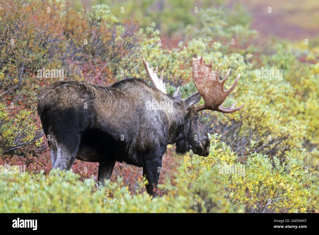 Bull Moose/Alaska Elch/Alaska Elch/Giant Moose Stockfoto