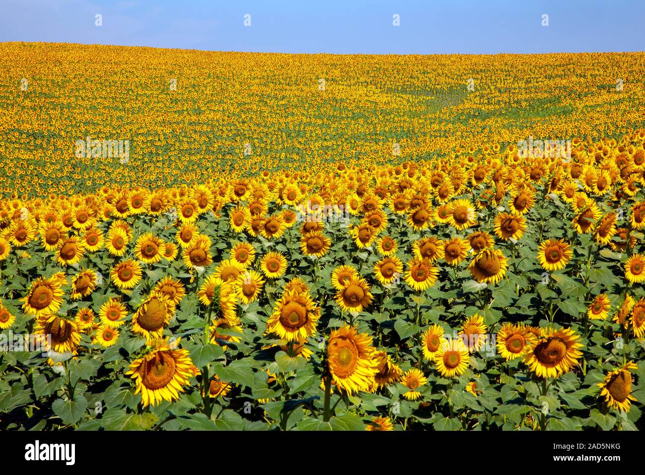 Anpflanzung von Sonnenblumen mit einem blauen Himmel Tag Stockfoto