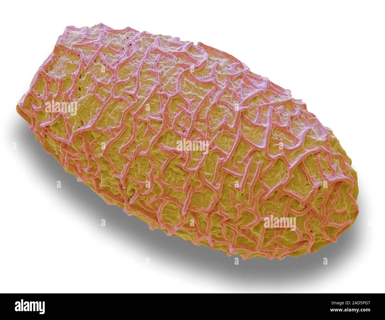 Ein Ei von Fasciola hepatica oder die gemeinsame Leberegel. Scanning Electron Micrograph (SEM). Die Eier der leberegel sind in den Gallengang abgesondert wird. Stockfoto