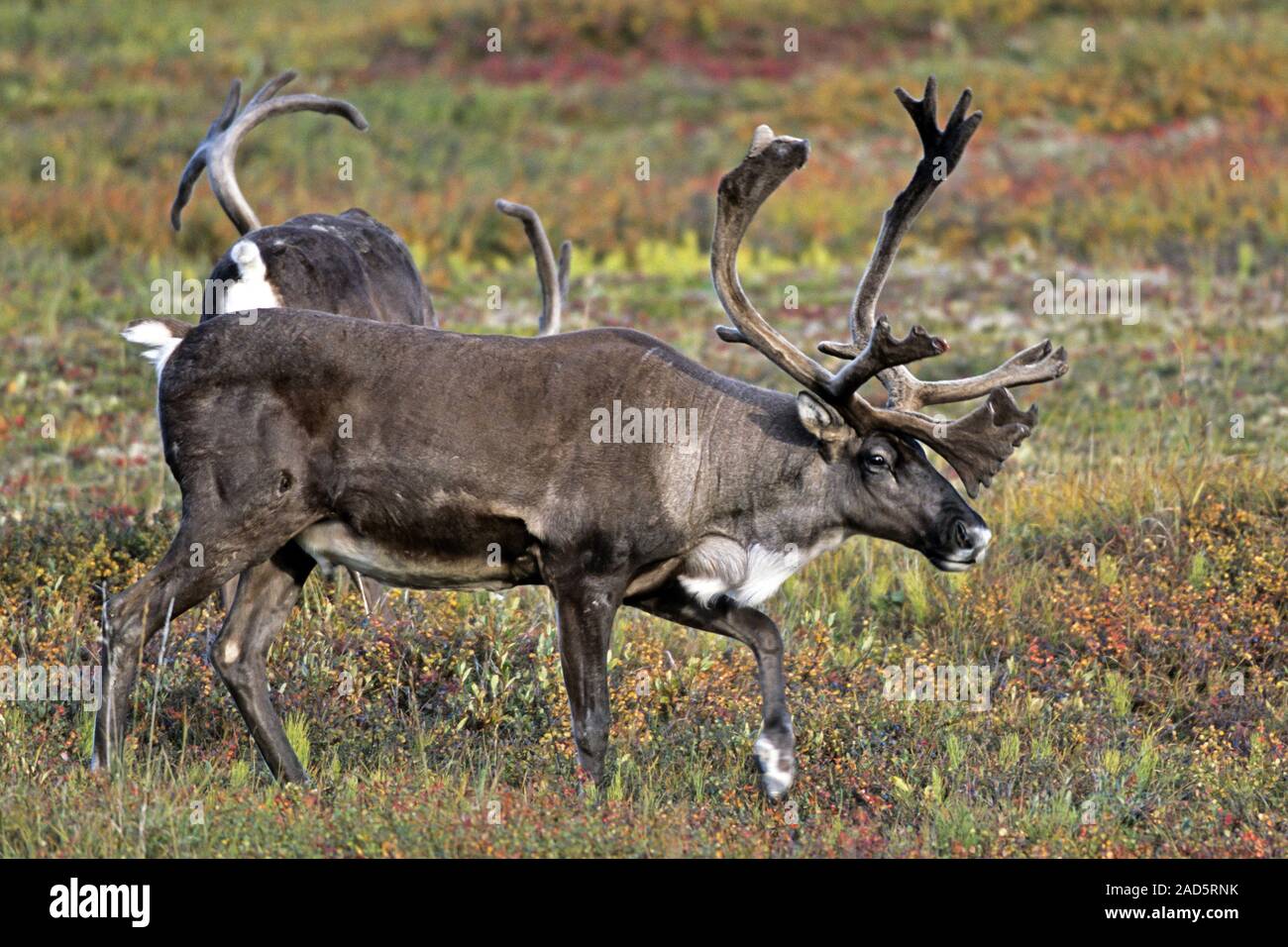 Caribou / Rentier / Porcupine Caribou Karibus/Stipendien/Rangifer tarandus/samtbezogenen Geweih Stockfoto