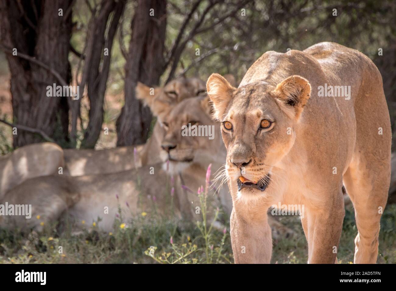 Löwin zu Fuß in Richtung der Kamera. Stockfoto