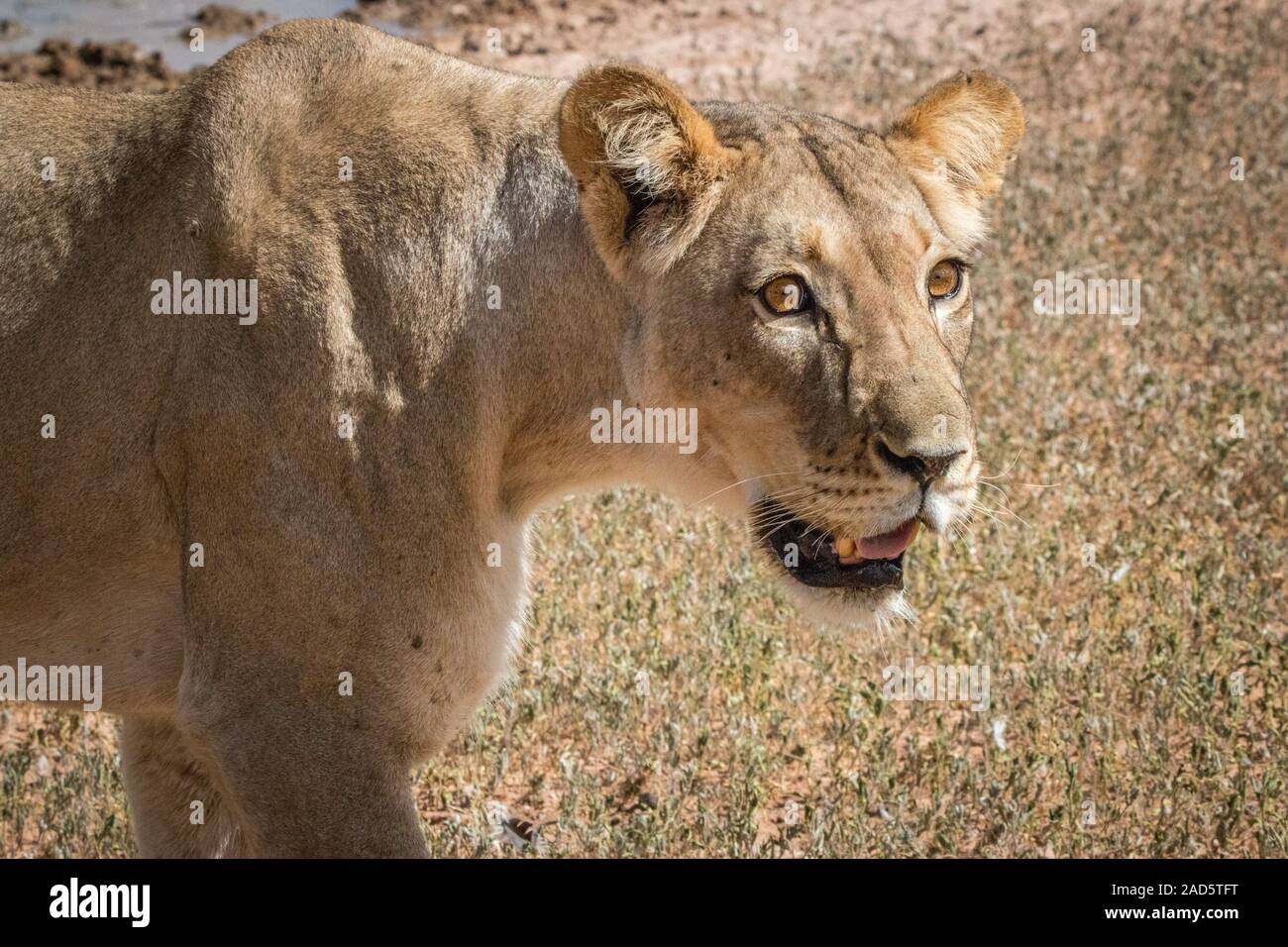 Seite Profil einer Löwin in der Kgalagadi. Stockfoto