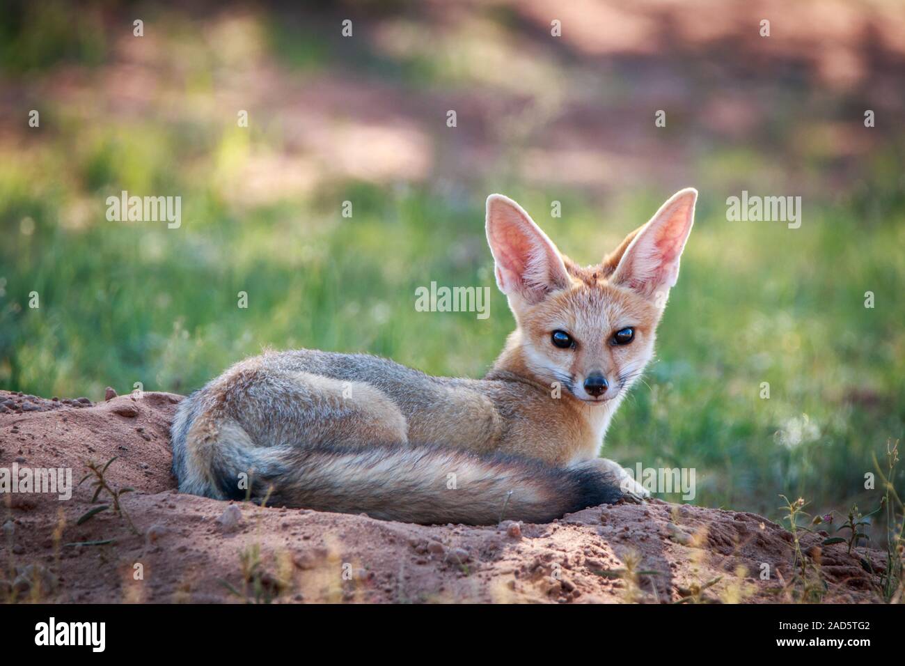 Cape Fox zur Festlegung der in den Sand. Stockfoto