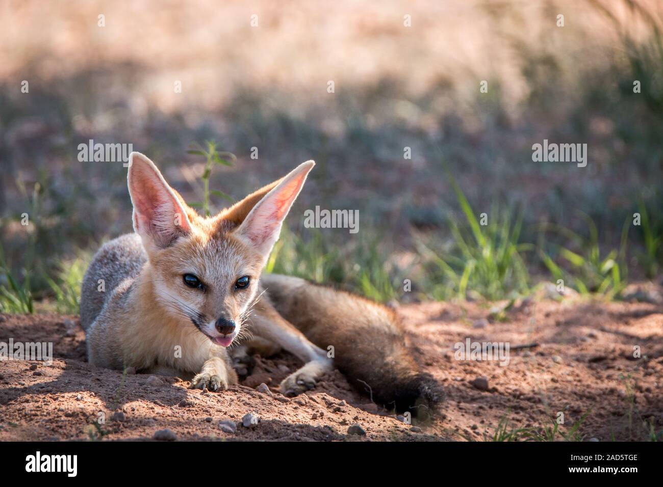 Cape Fox Verlegung in den Sand in Kgalagadi. Stockfoto