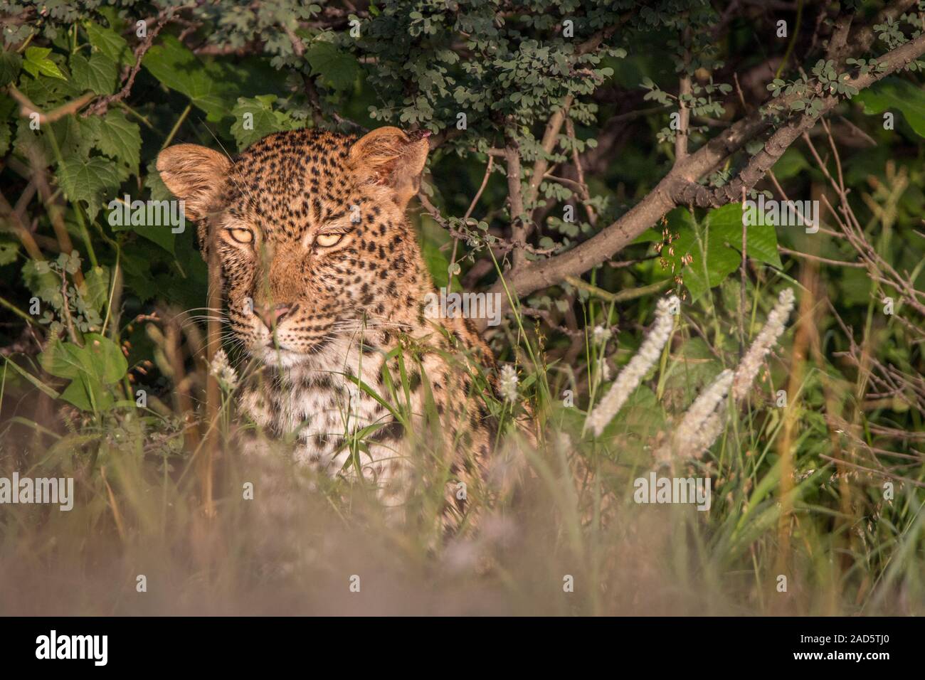 Leopard Versteckt im Gebüsch in der Kalahari. Stockfoto