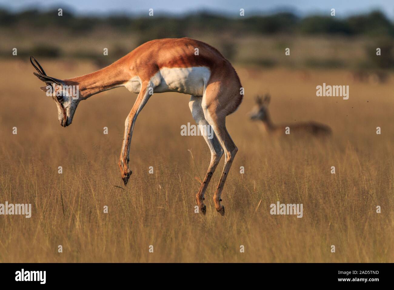 Springbock pronking im hohen Gras. Stockfoto