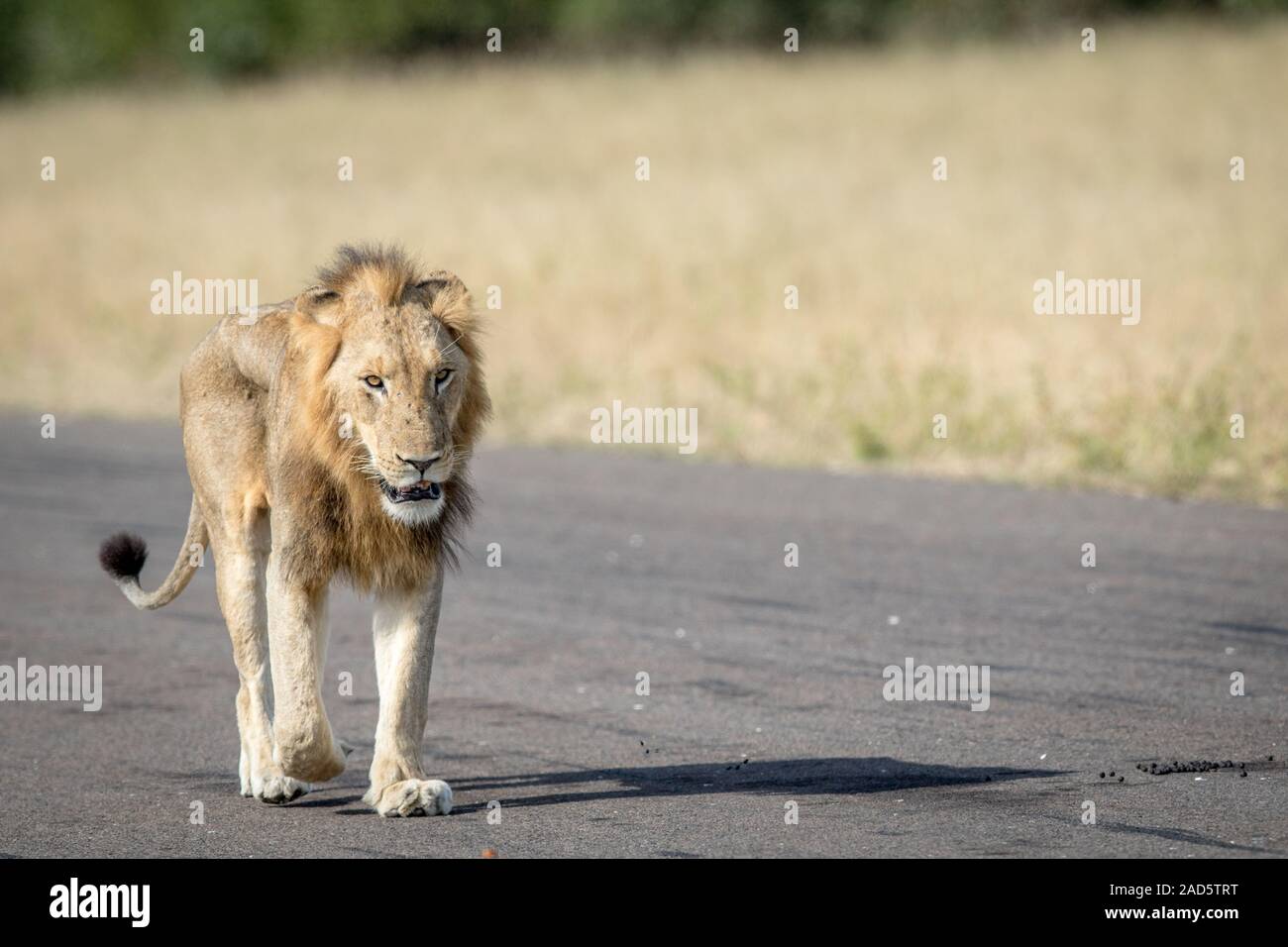 Junger männlicher Löwe zu Fuß auf der Landebahn. Stockfoto