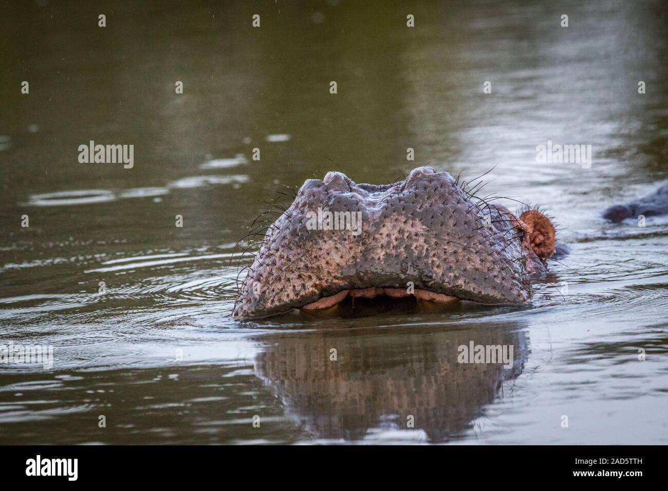 Hippo fertig, an Kruger zu gähnen. Stockfoto