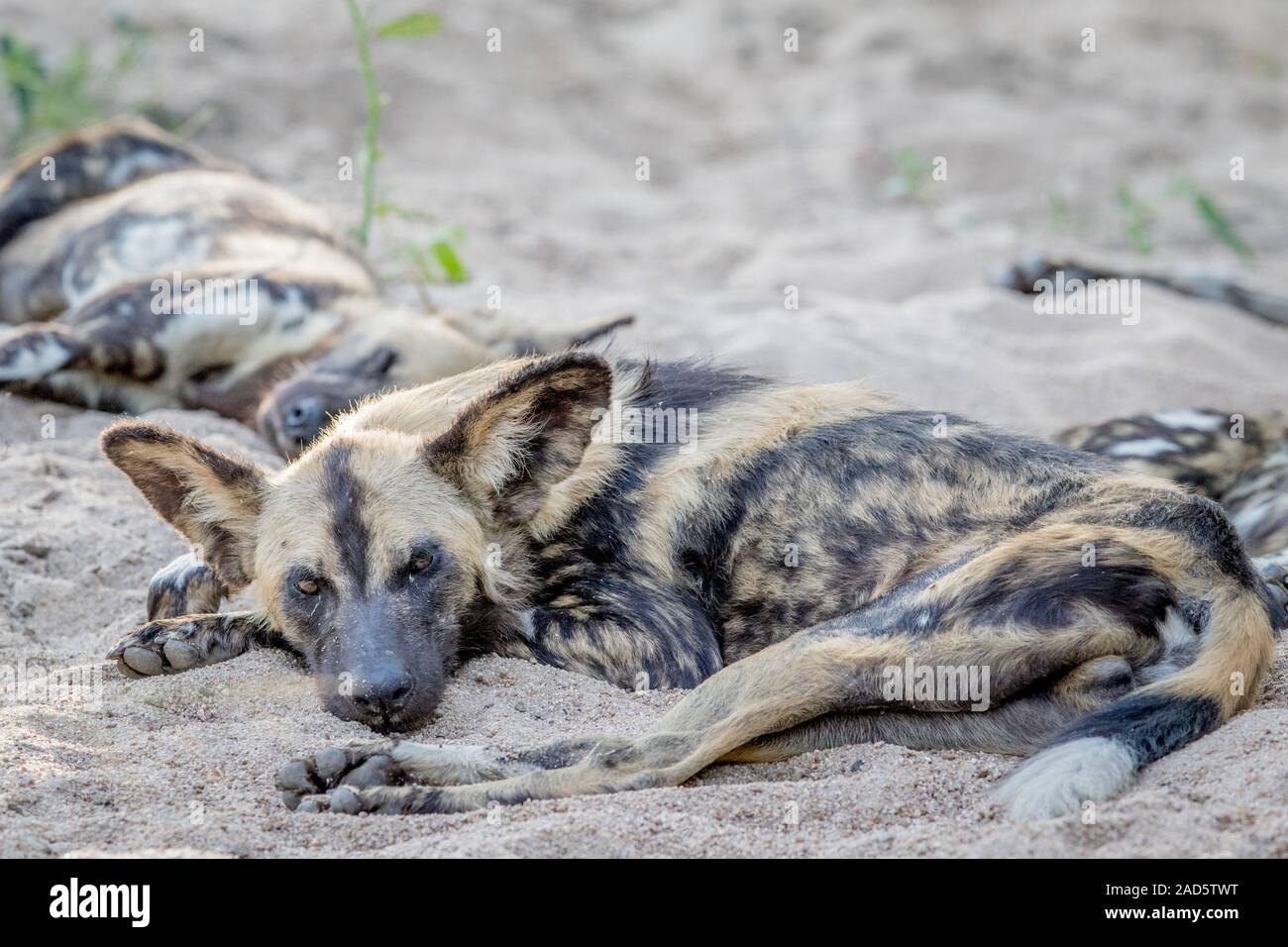 Afrikanischer Wildhund Festlegung in den Sand. Stockfoto