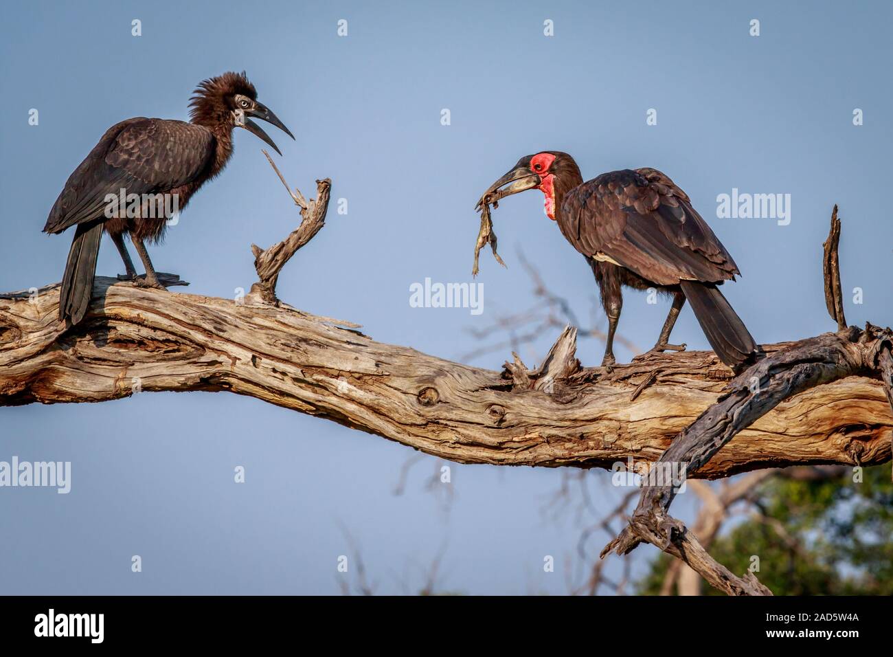 Südliche Hornrabe mit einer Tötung. Stockfoto