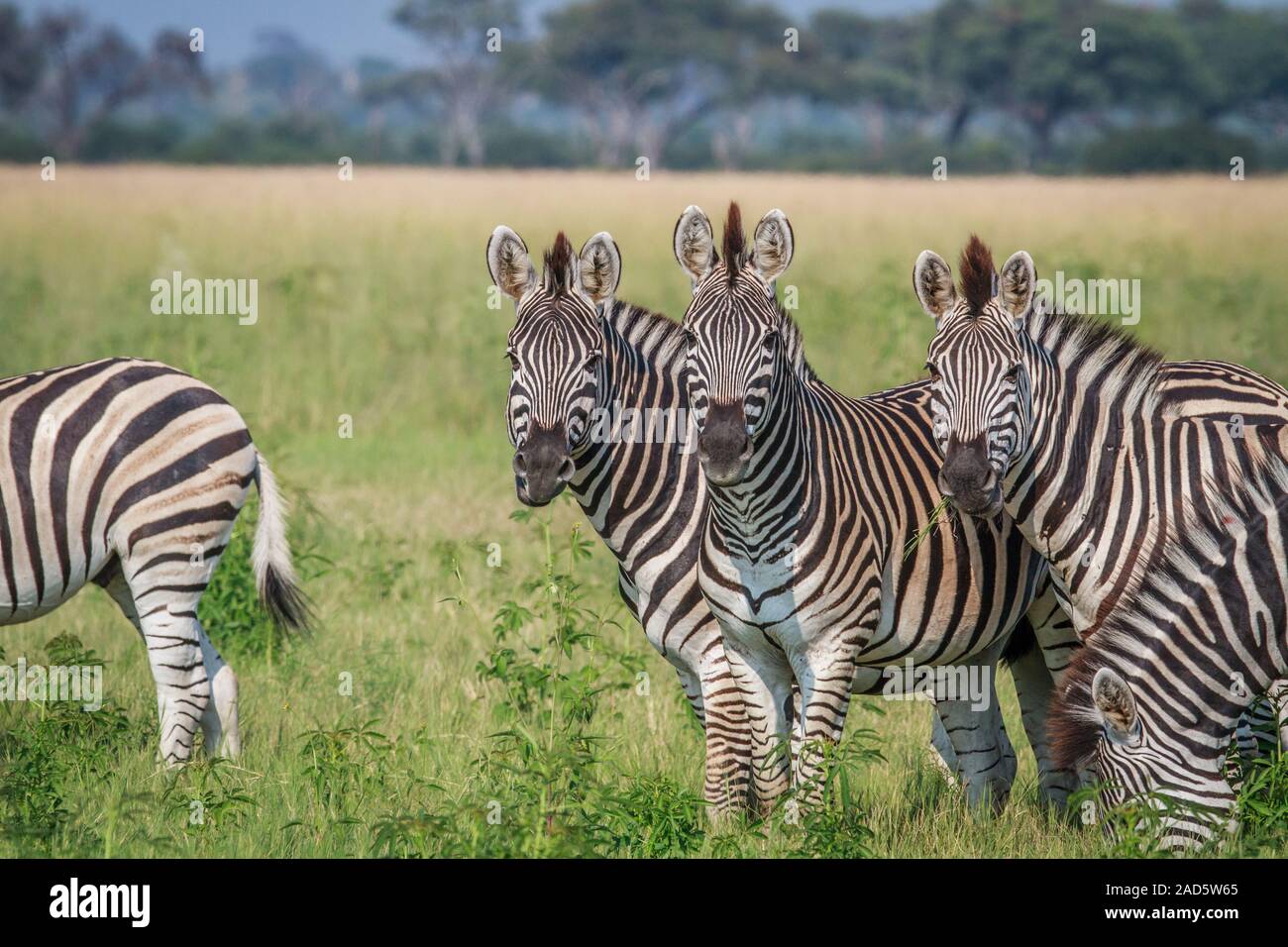 Gruppe von starring Zebras im Gras. Stockfoto