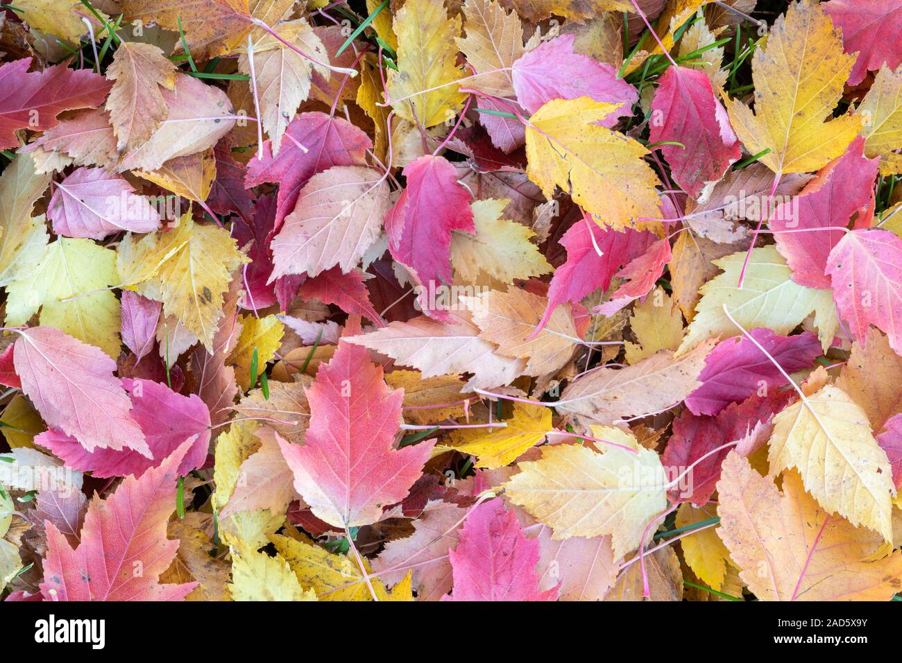 Acer ginnala Fotos und Bildmaterial in hoher Auflösung Alamy