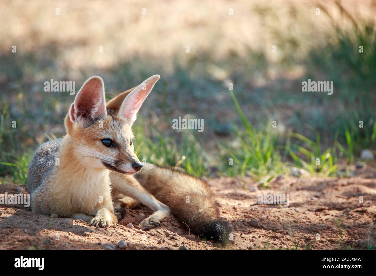 Cape Fox Verlegung in den Sand in Kgalagadi. Stockfoto